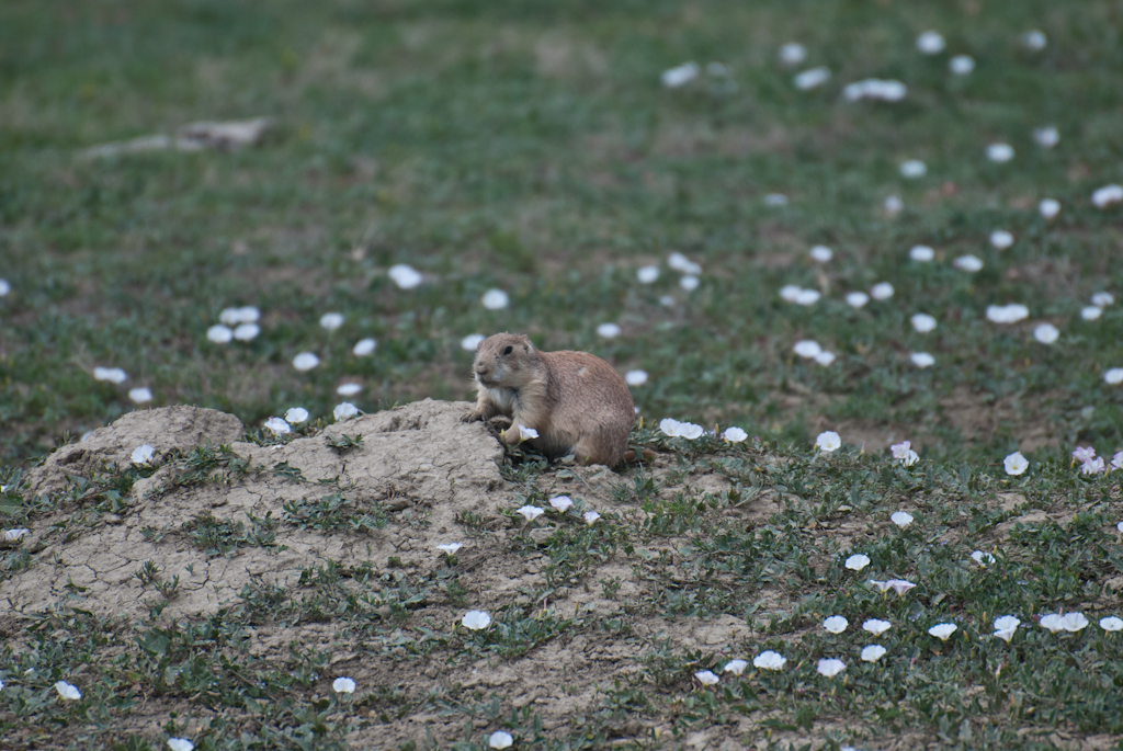 120617-200731-DSC_0874.jpg - Prairie Dog