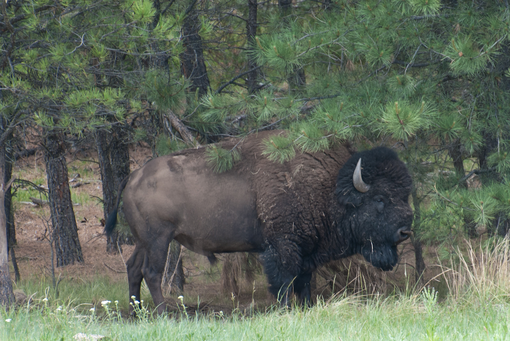 120619-193545-DSC_0945.jpg - Een grote jongen.Custer State Park.19-6-2012