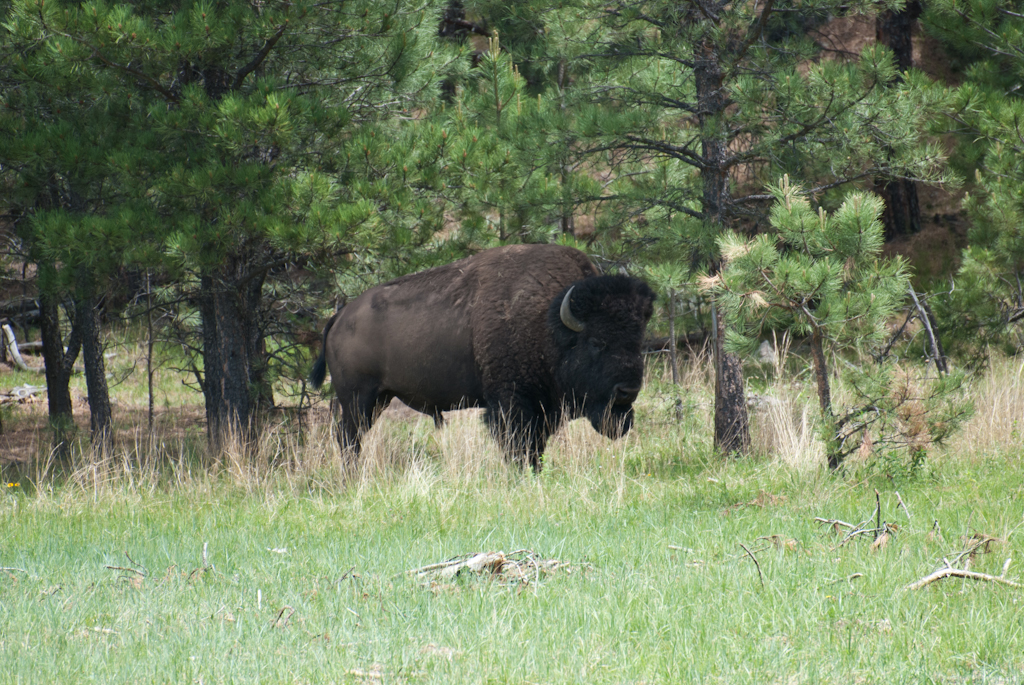 120619-193704-DSC_0967.jpg - Custer State Park.19-6-2012