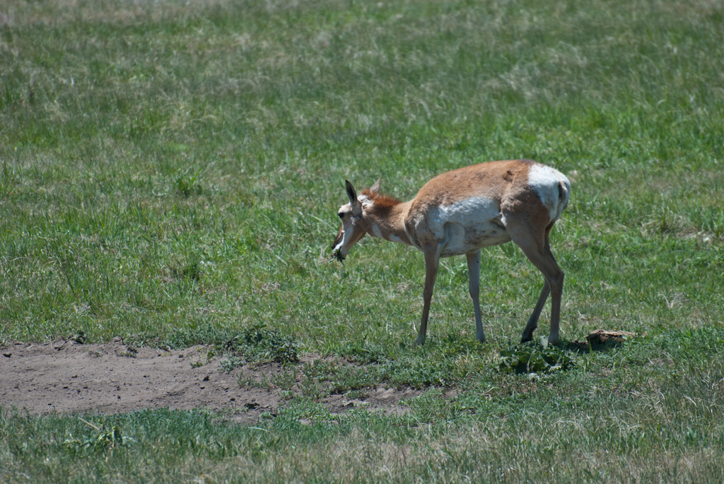 120619-203200-DSC_1001.jpg - Custer State Park.19-6-2012