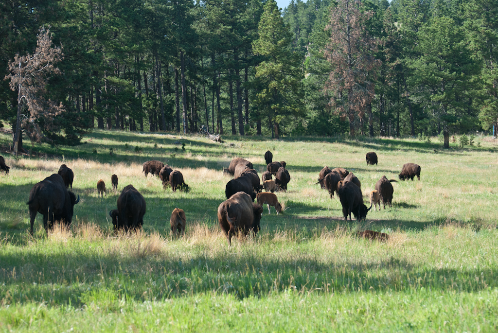 120619-233321-DSC_1045.jpg - Custer State Park,19-6-2012