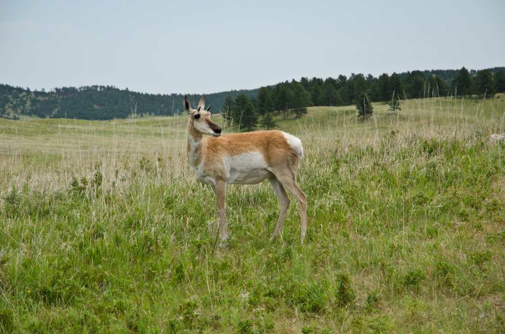 120622-190133-DSC_5589.jpg - Custer State Park22-6-2012