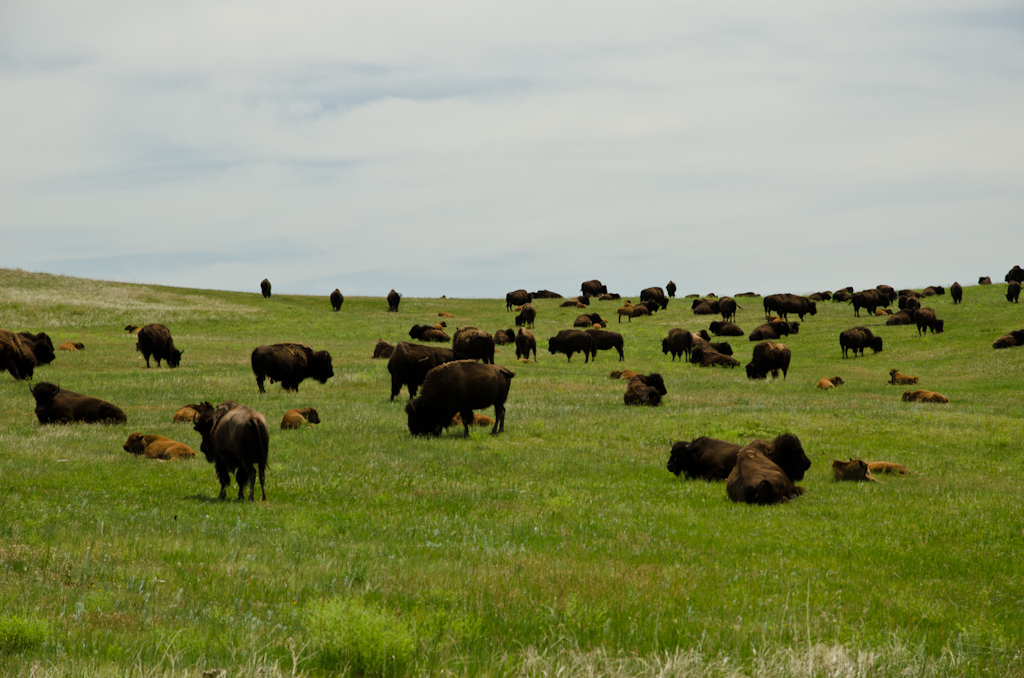 120622-192608-DSC_5593.jpg - Custer State Park22-6-2012