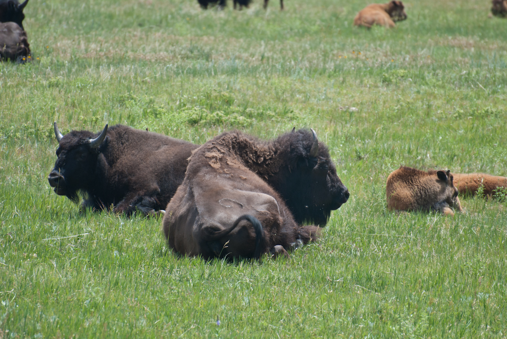 120622-192646-DSC_1278.jpg - Custer State Park22-6-2012