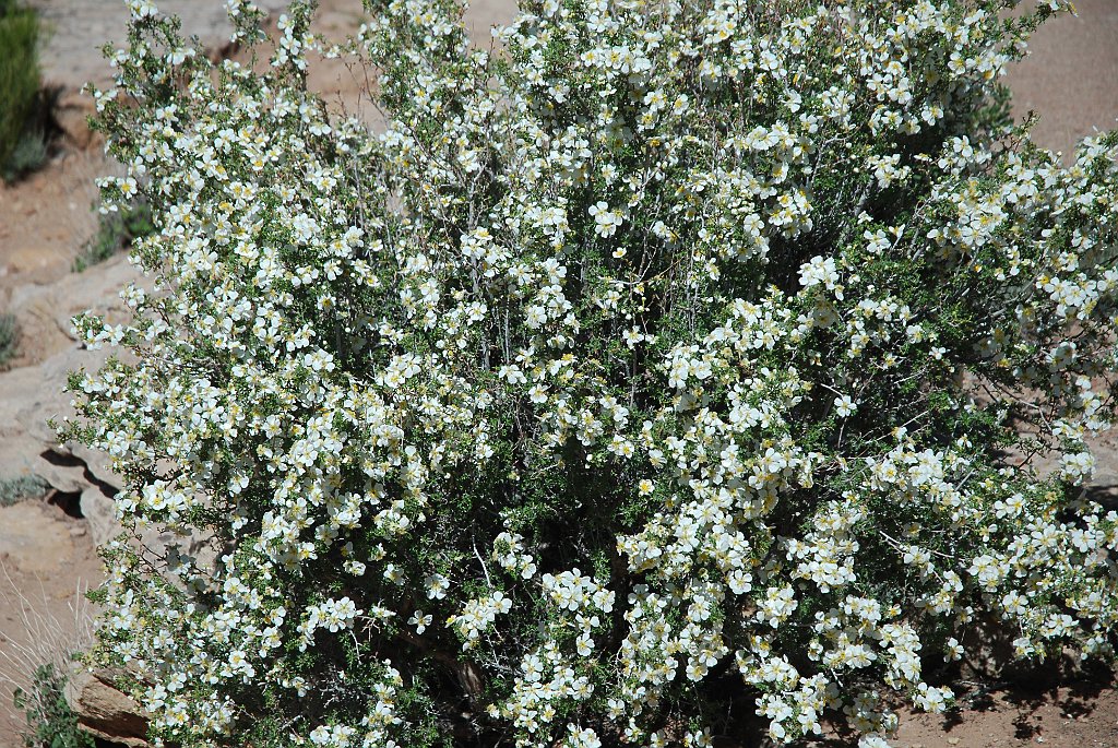 Project_20100604_0122.JPG - Canyon de ChellyNorth rim drive