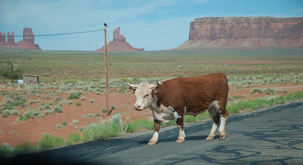 Project_20100604_0154.JPG - Open range country