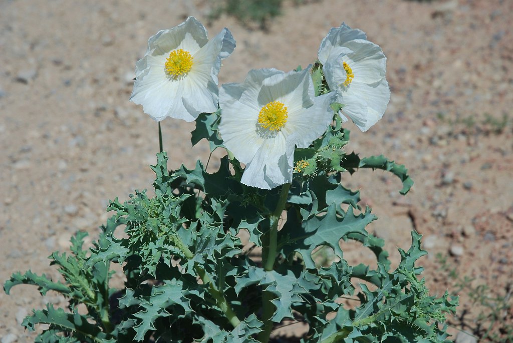 Project_20100605_0170.JPG - Valley of the GodsDune primrose