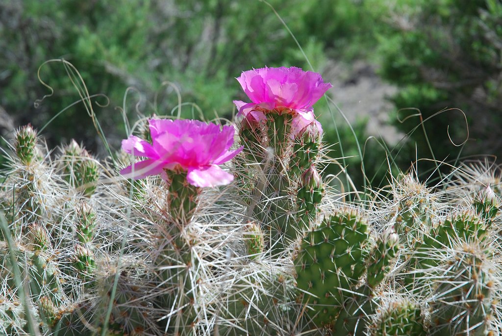 Project_20100606_0227.JPG - Cactus in bloei