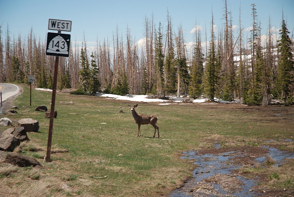 Project_20100607_0286.JPG - Een Muledeer