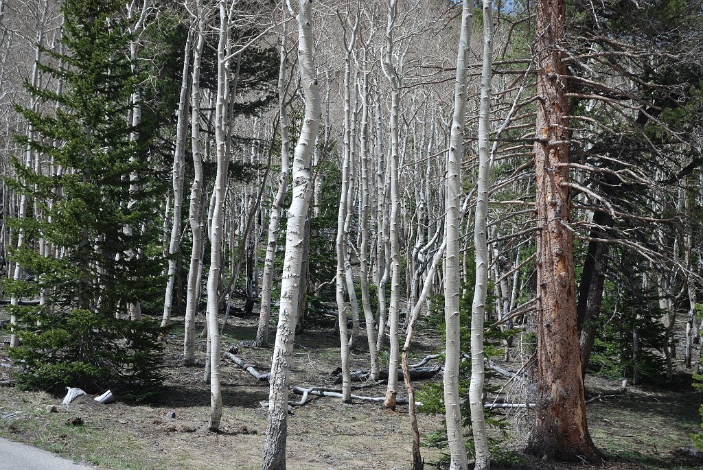 Project_20100609_0343.JPG - Great Basin NP Wheelerpeak scenic drive