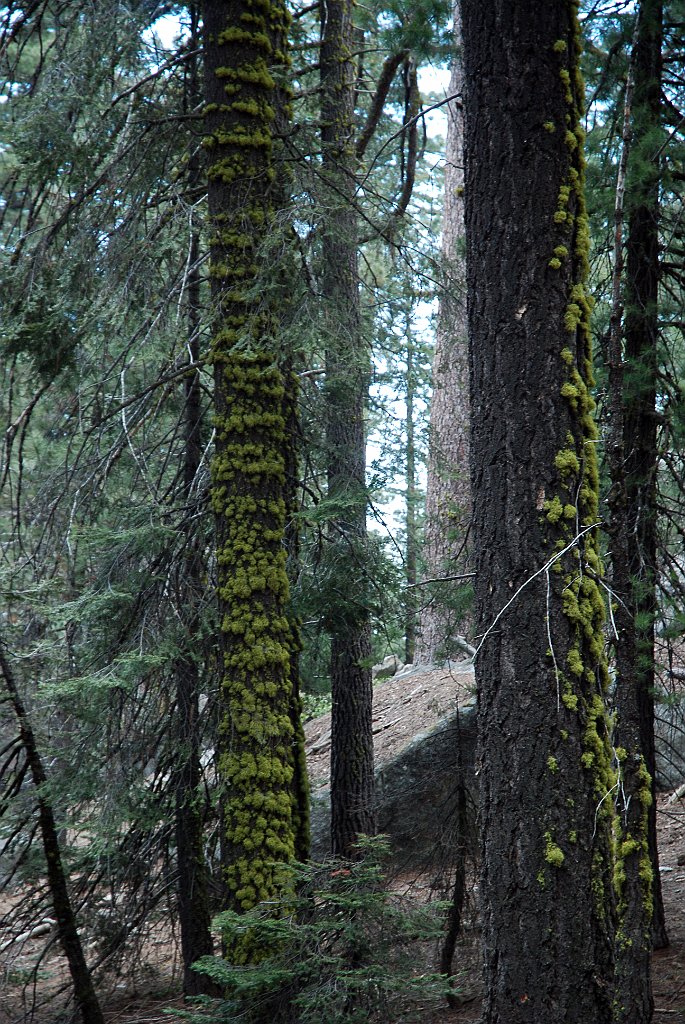 Project_20100613_0496.JPG - Sequoia NPGrant Forest