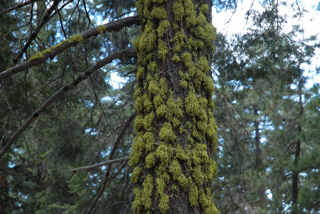 Project_20100613_0497.JPG - Sequoia NPGrant Forest