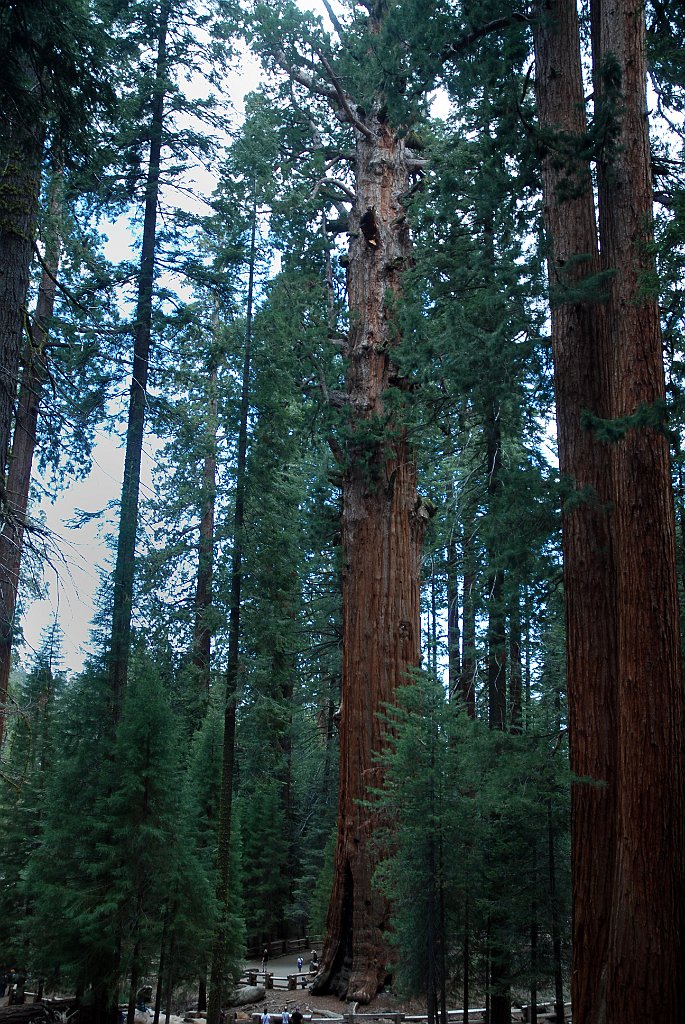 Project_20100613_0500.JPG - Sequoia NPGrant Forest