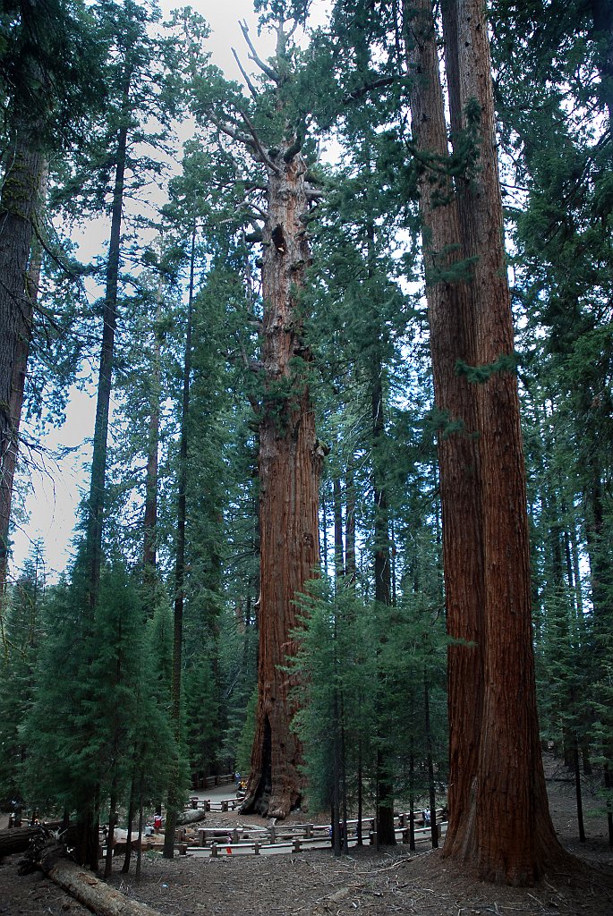 Project_20100613_0501.JPG - Sequoia NPGrant Forest