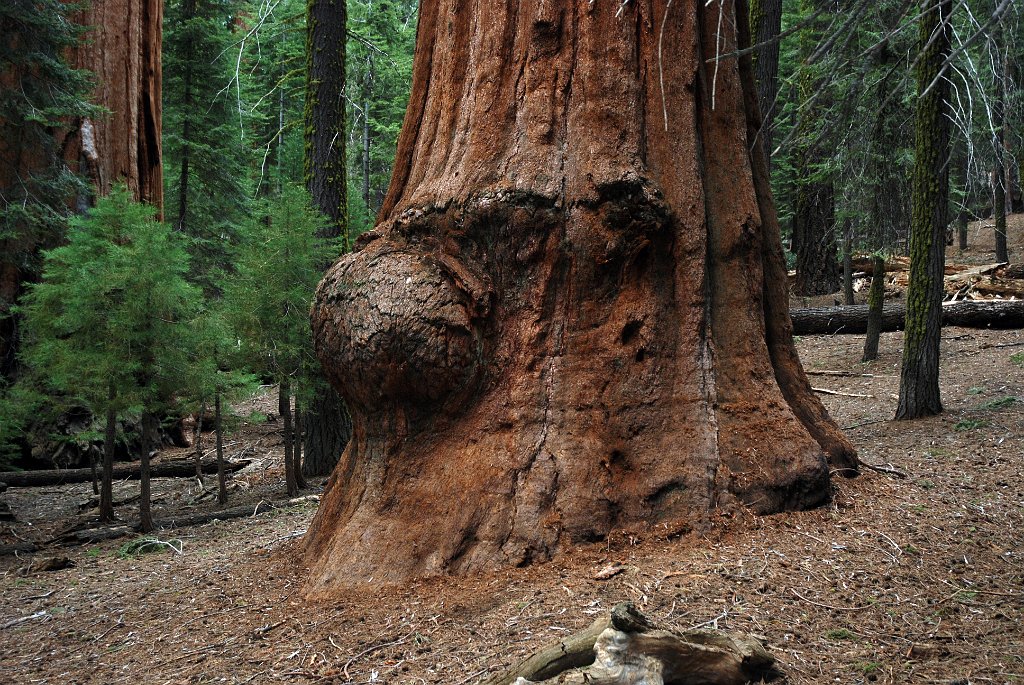 Project_20100613_0502.JPG - Sequoia NPGrant ForestGezwelletje