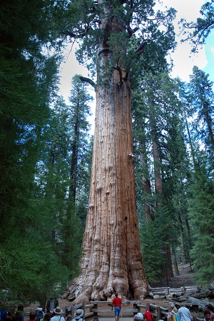 Project_20100613_0504.JPG - General Sherman De grootste boom ter wereld