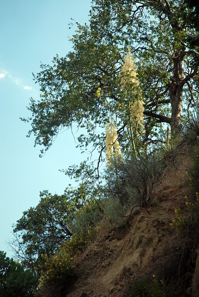 Project_20100613_0507.JPG - Yuccas