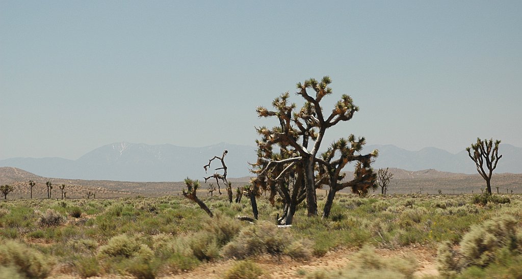 Project_20100614_0526.JPG - Joshua Tree