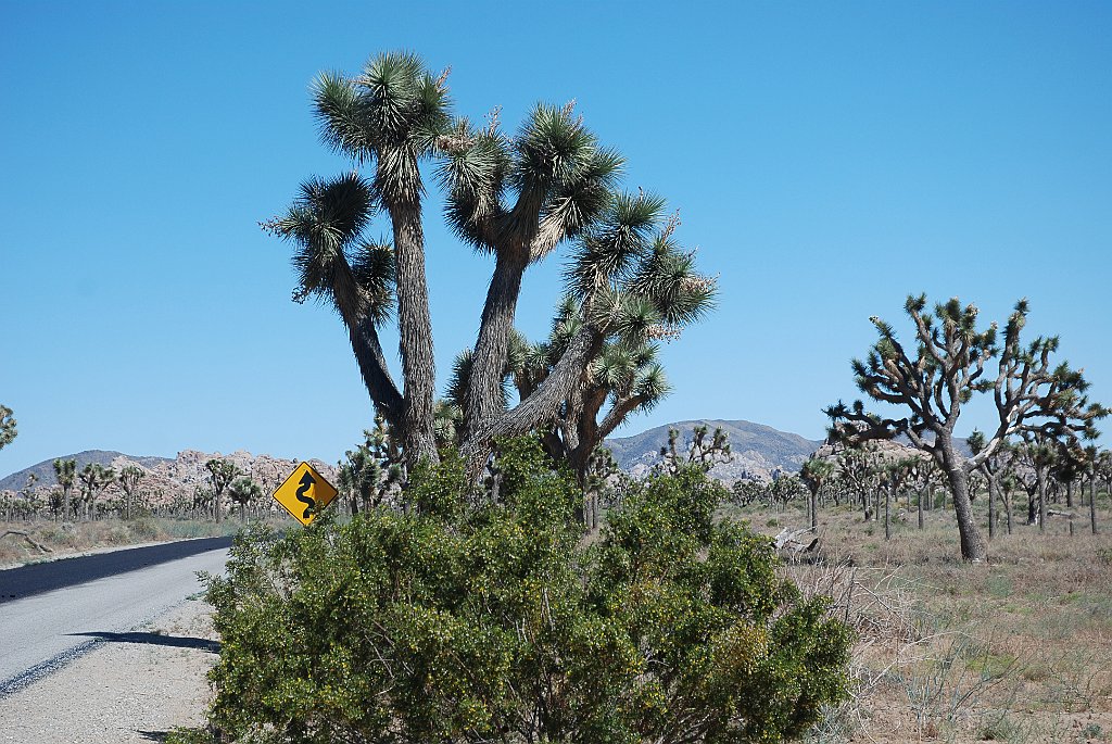 Project_20100614_0534.JPG - Joshua Tree NP