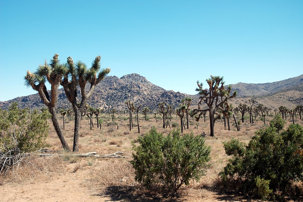 Project_20100614_0535.JPG - Joshua Tree NP