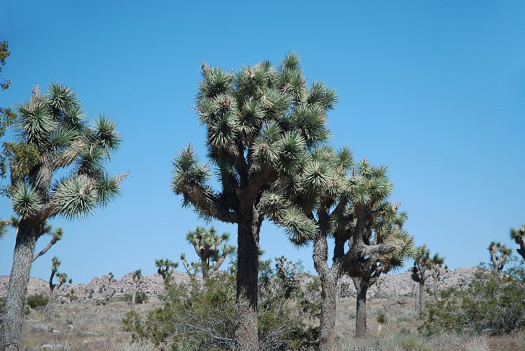 Project_20100614_0536.JPG - Joshua Tree NP