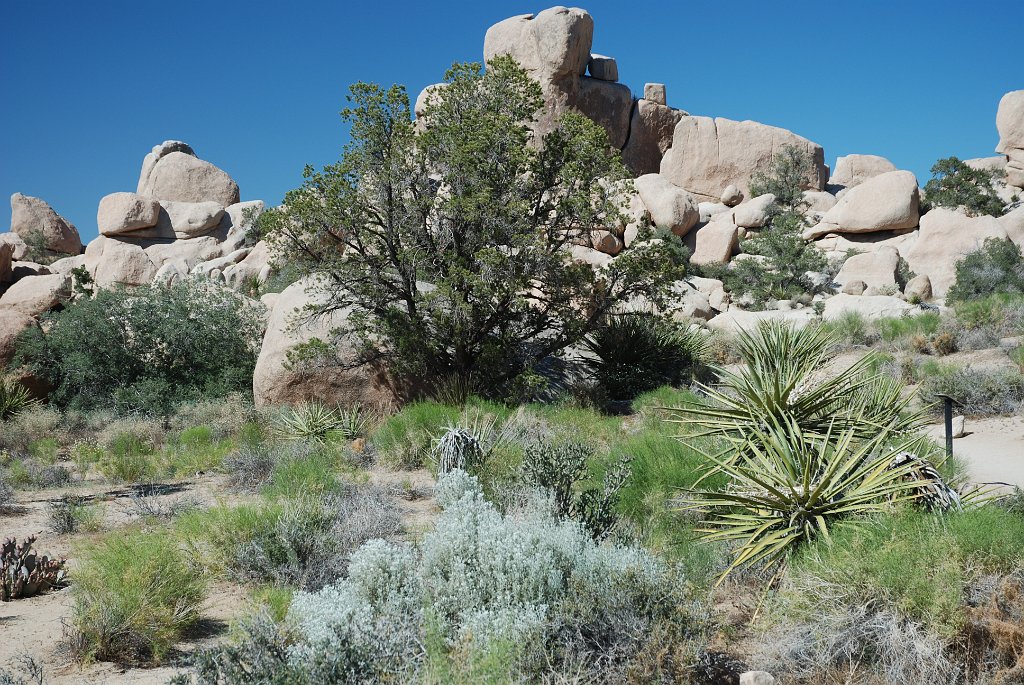 Project_20100614_0539.JPG - Joshua Tree NP