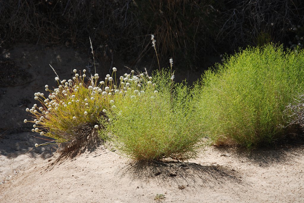 Project_20100614_0540.JPG - Hidden Valley