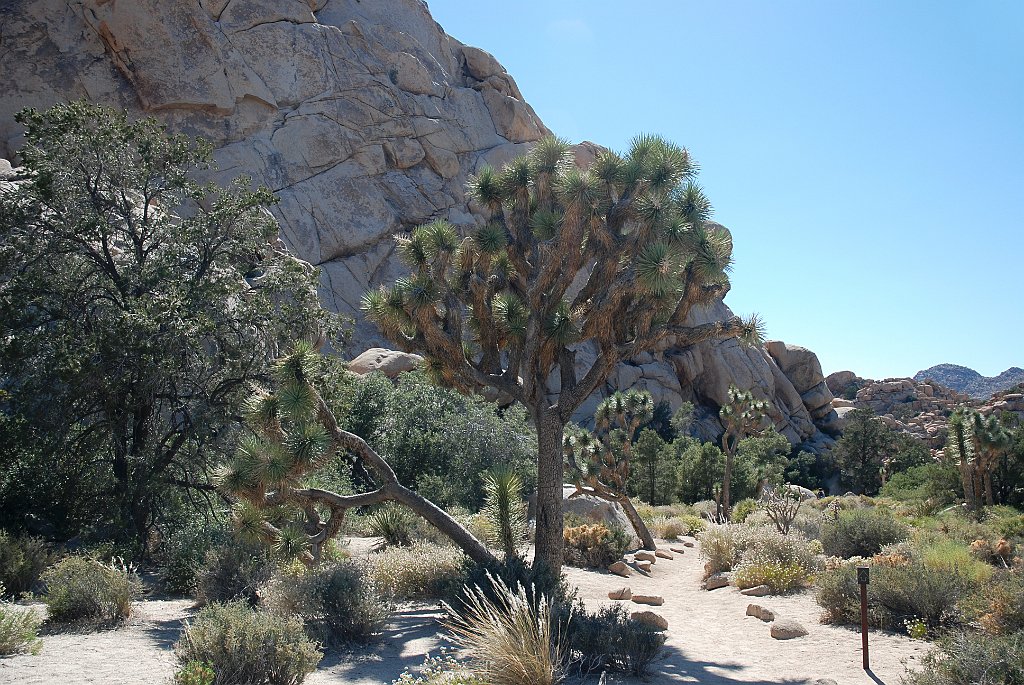 Project_20100614_0541.JPG - Joshua Tree NP