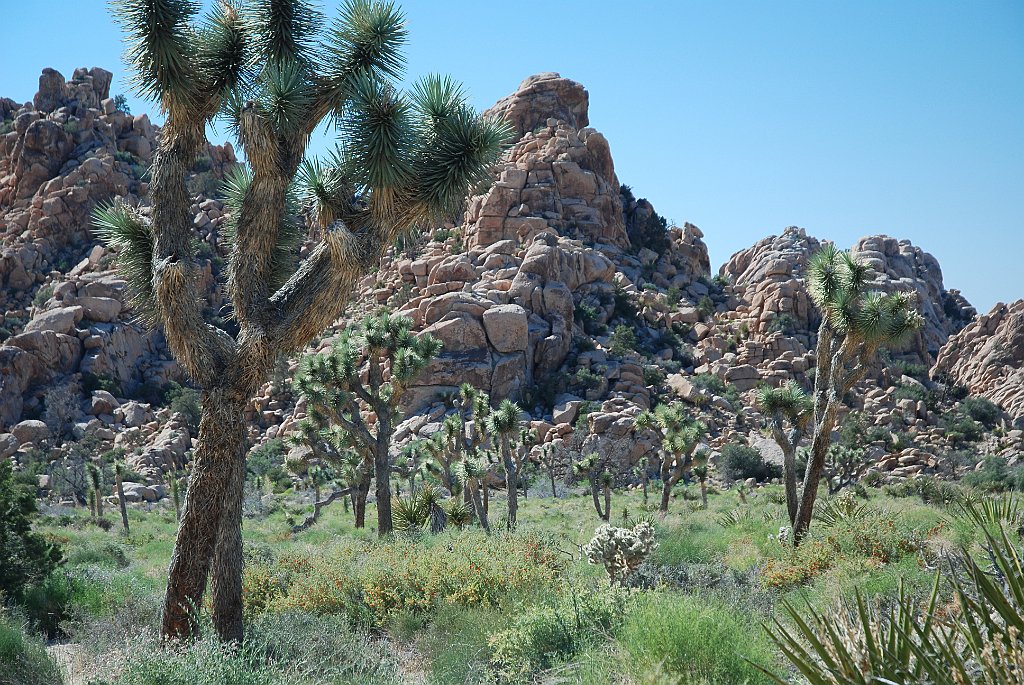 Project_20100614_0542.JPG - Joshua Tree NP