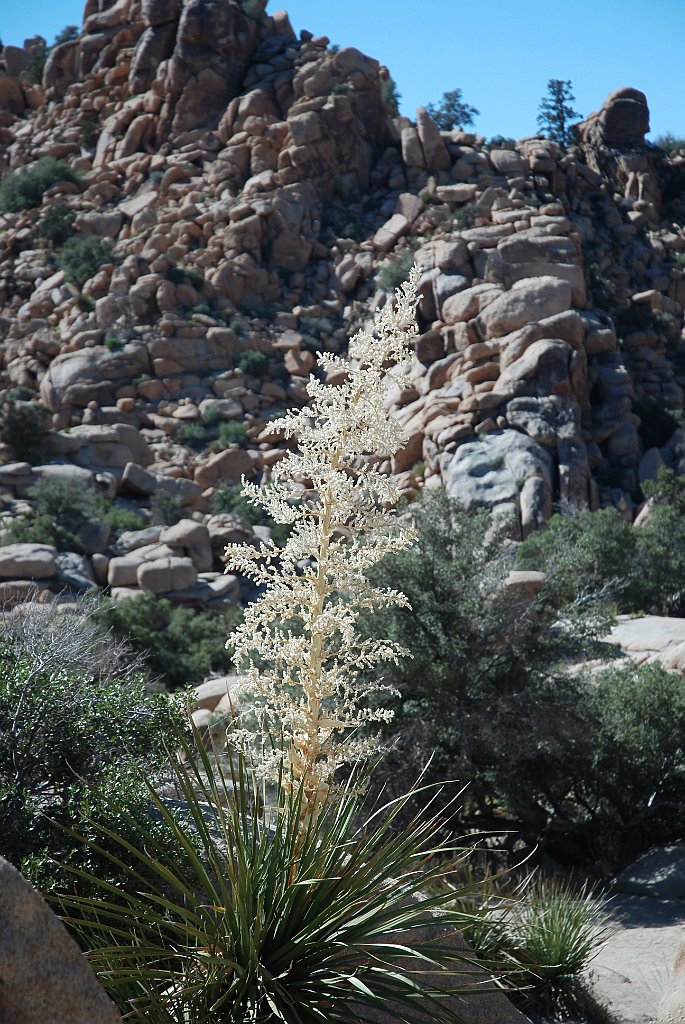 Project_20100614_0543.JPG - Joshua Tree NP