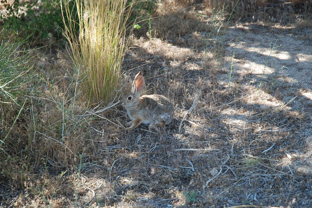 Project_20100614_0547.JPG - Joshua Tree NPIk woon hier ook