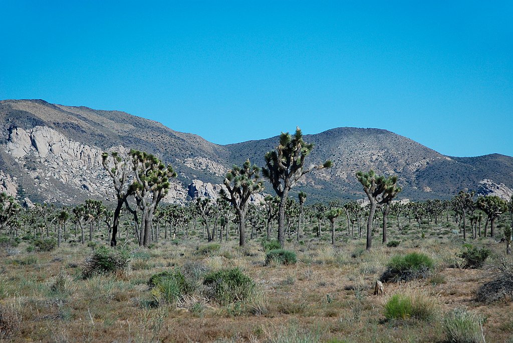 Project_20100614_0548.JPG - Joshua Tree NP