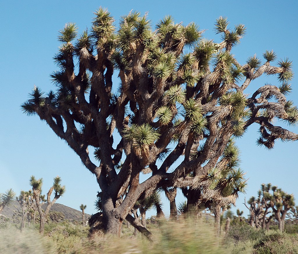 Project_20100614_0549.JPG - Joshua Tree NP