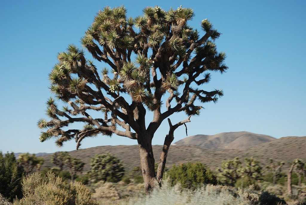 Project_20100614_0552.JPG - Joshua Tree