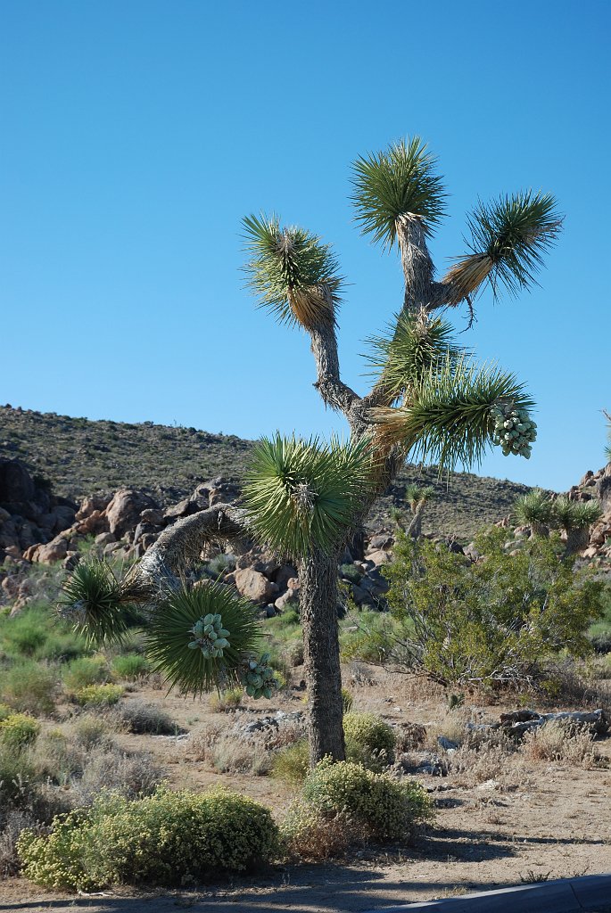 Project_20100614_0554.JPG - Joshua Tree NP