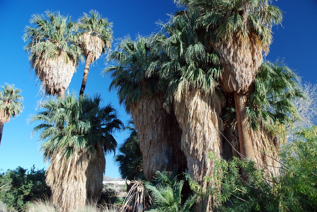 Project_20100614_0555.JPG - Oasis of Mara 29 Palms