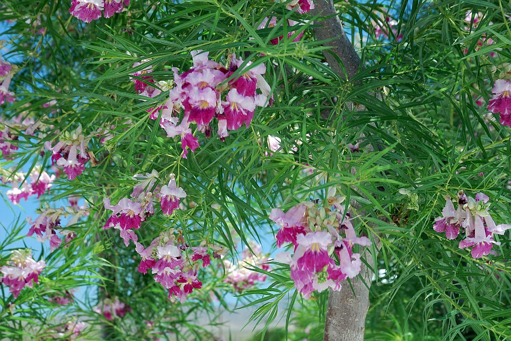 Project_20100615_0568.JPG - Oleander