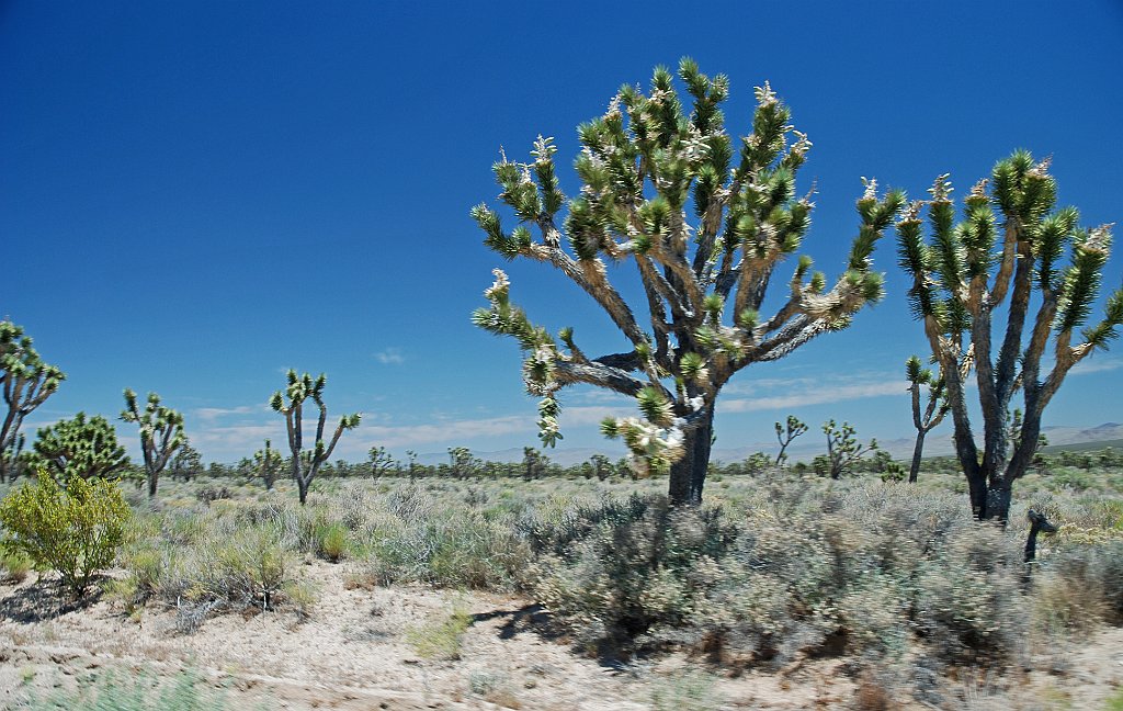 Project_20100615_0577.JPG - Mojave desertJoshua trees