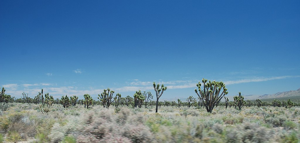 Project_20100615_0578.JPG - Mojave desert