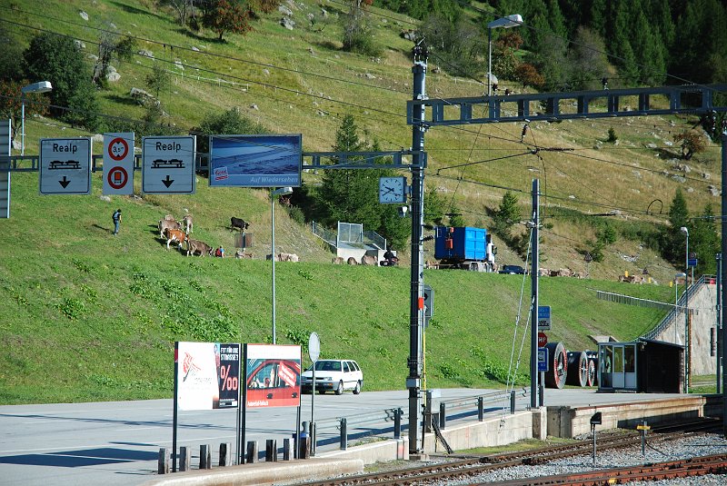 DSC_7285.JPG - Oberwald met koeien