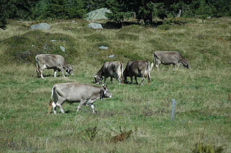 DSC_7712.JPG - Koetje boe